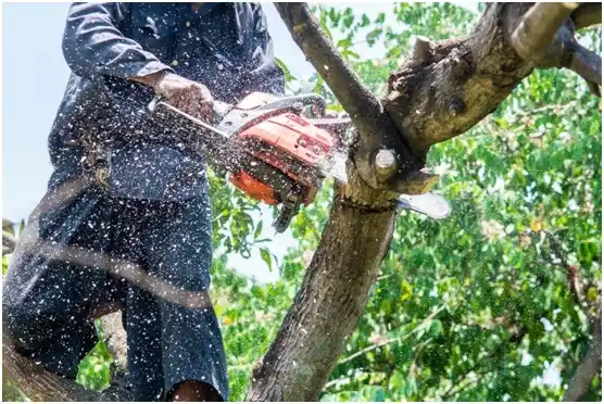 tree services Tualatin